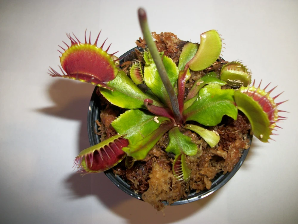 Venus Flytrap Live Plant - Dionaea Muscipula Carnivorous Plant 3in Pot - Image 1