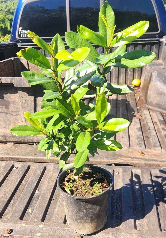 West Indian Bay Tree Live Plant (Pimenta racemosa) 2-3ft Tropical Malagueta - Image 1