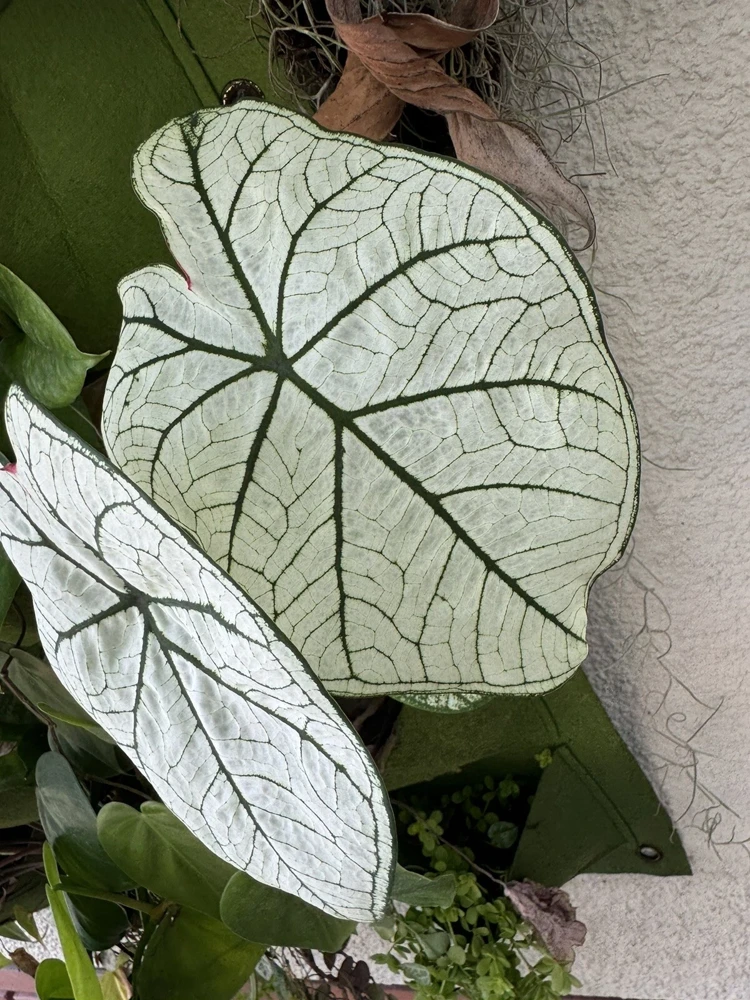 White Christmas Caladium Live Plant – Vibrant White & Green Foliage Indoor - Image 2