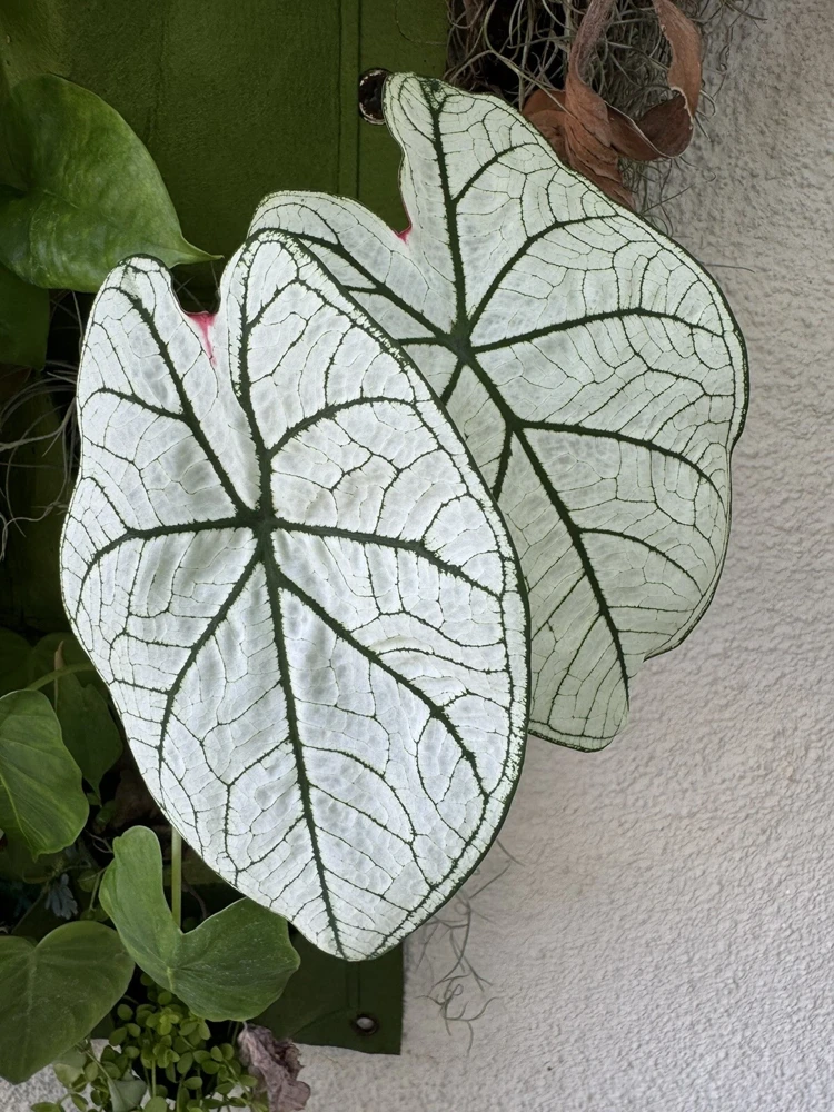 White Christmas Caladium Live Plant – Vibrant White & Green Foliage Indoor - Image 3