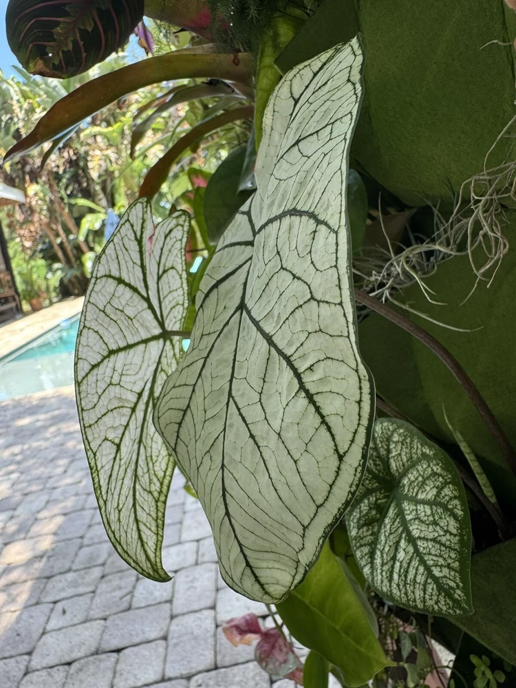 White Christmas Caladium Live Plant – Vibrant White & Green Foliage Indoor - Image 1