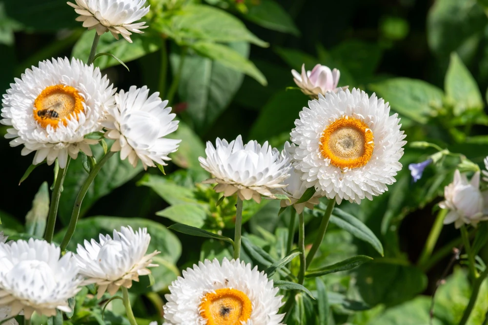 White Double Strawflower Seeds - Helichrysum Monstrosum - 100 Seeds - Image 1