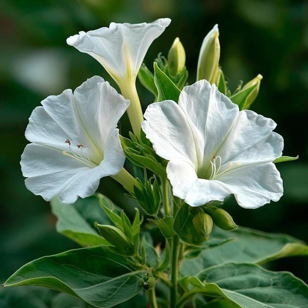 White Four O'Clock Seeds - 20 Count Mirabilis jalapa Evening Bloom Garden Flowers - Image 11