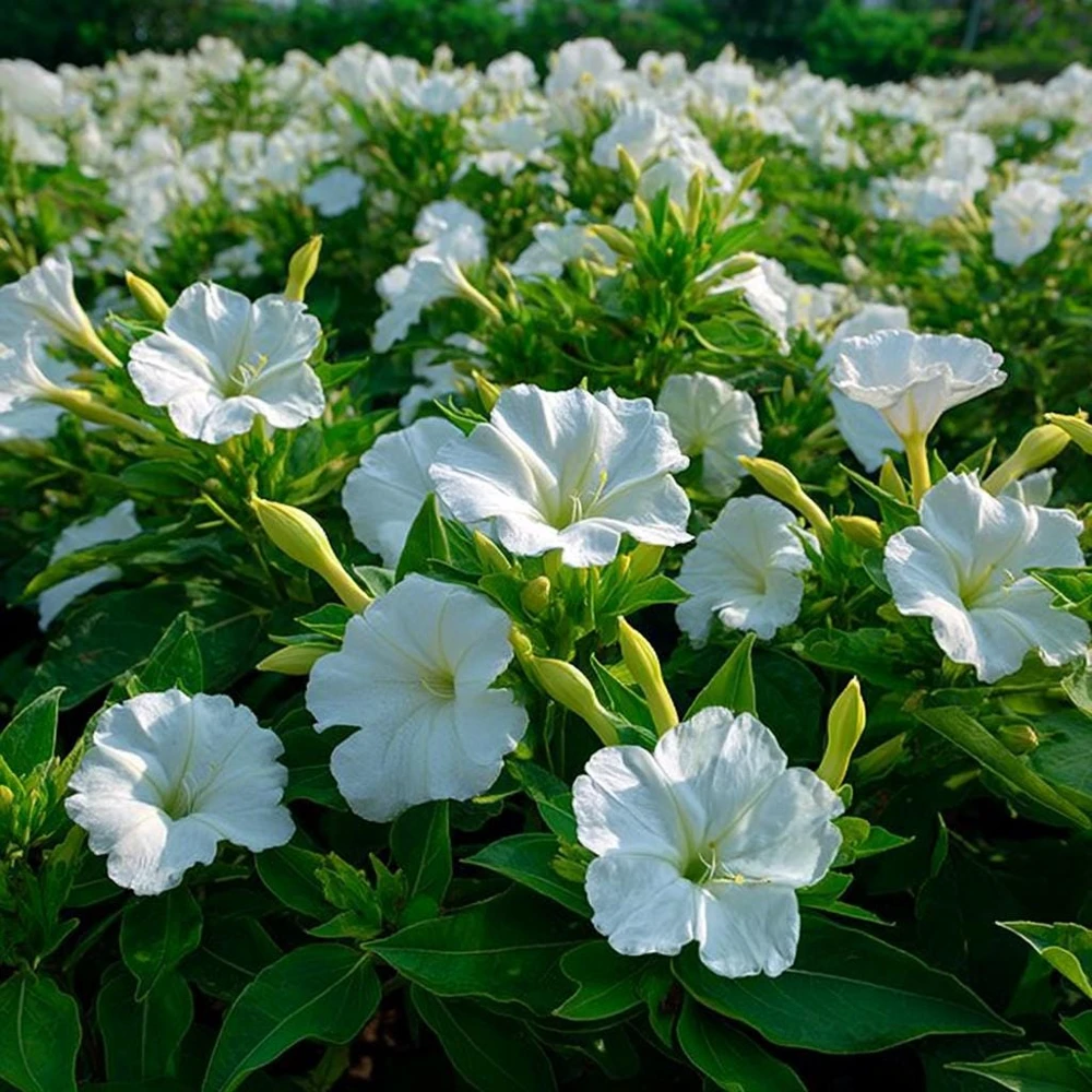 White Four O'Clock Seeds - 20 Count Mirabilis jalapa Evening Bloom Garden Flowers - Image 9