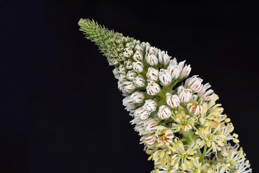 White Mignonette Flower Seeds - Reseda Alba - 200 Count - Fragrant - Image 10