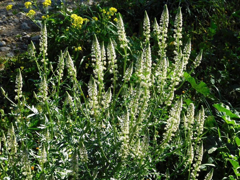 White Mignonette Flower Seeds - Reseda Alba - 200 Count - Fragrant - Image 11