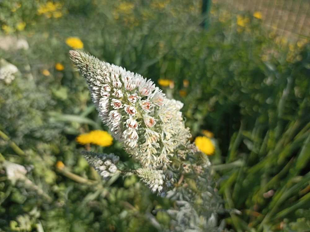 White Mignonette Flower Seeds - Reseda Alba - 200 Count - Fragrant - Image 12