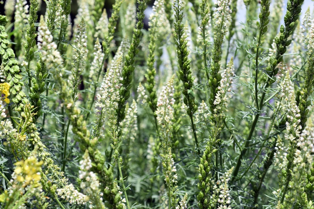 White Mignonette Flower Seeds - Reseda Alba - 200 Count - Fragrant - Image 2