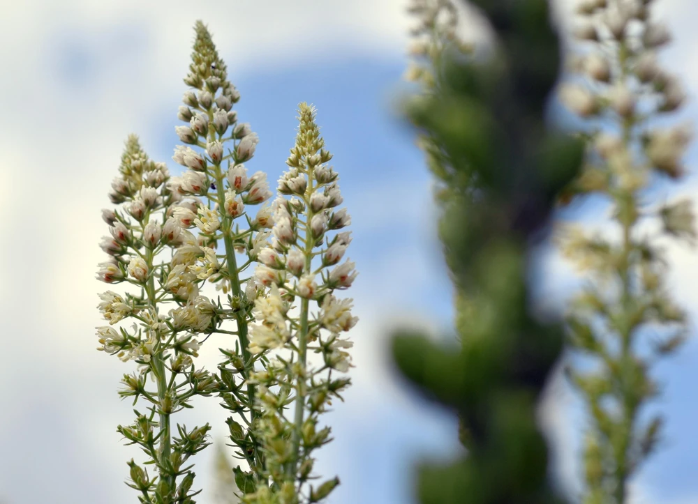 White Mignonette Flower Seeds - Reseda Alba - 200 Count - Fragrant - Image 4