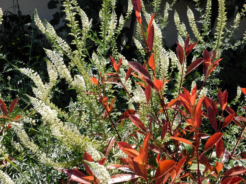 White Mignonette Flower Seeds - Reseda Alba - 200 Count - Fragrant - Image 5