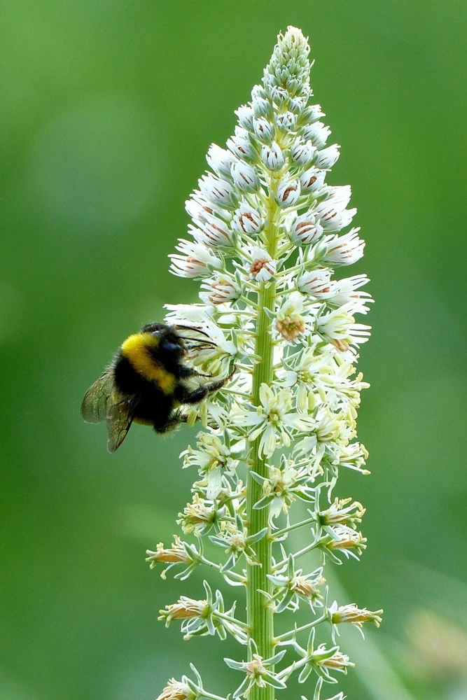 White Mignonette Flower Seeds - Reseda Alba - 200 Count - Fragrant - Image 7