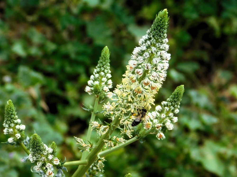 White Mignonette Flower Seeds - Reseda Alba - 200 Count - Fragrant - Image 8