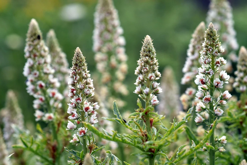 White Mignonette Flower Seeds - Reseda Alba - 200 Count - Fragrant - Image 1
