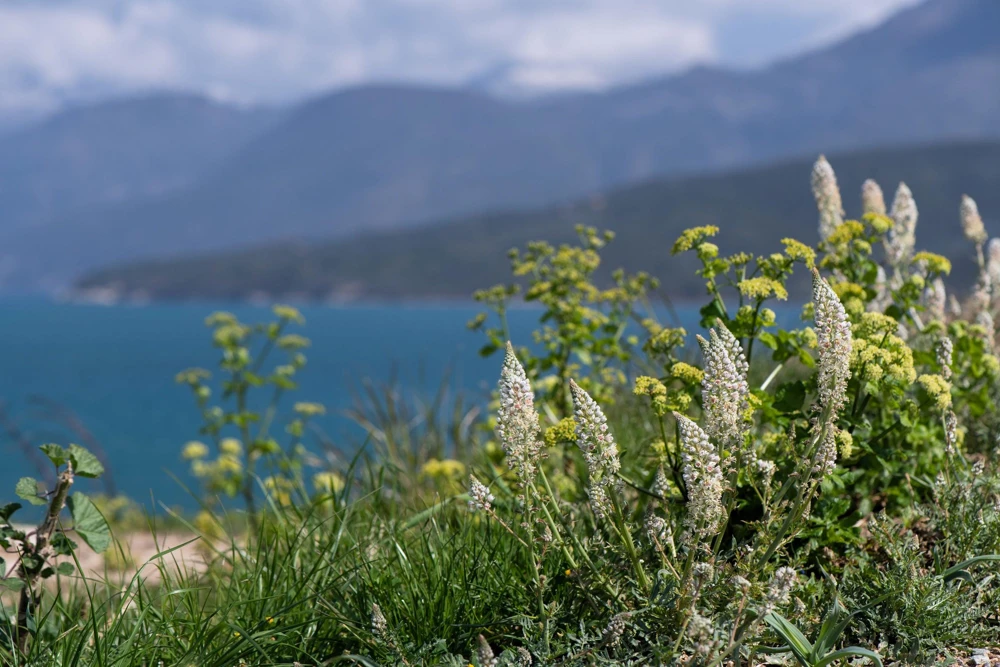 White Mignonette Flower Seeds - Reseda Alba - 200 Count - Fragrant - Image 9