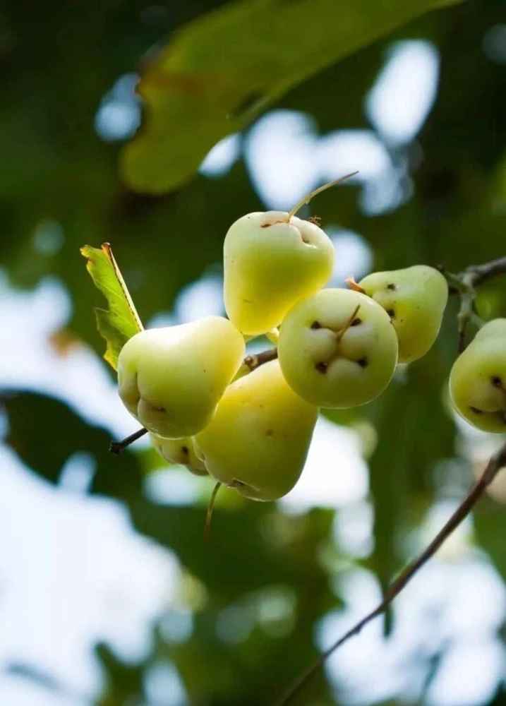 White Pumarose Jambu Tree - Live Tropical Fruit Plant 2-3ft Tall - Image 1