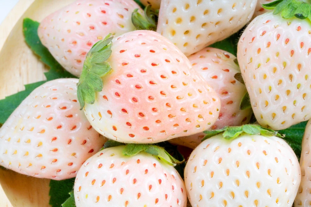 White Soul Strawberry Seeds - Fragaria Vesca, 100 Seeds, Alpine Fruit - Image 1