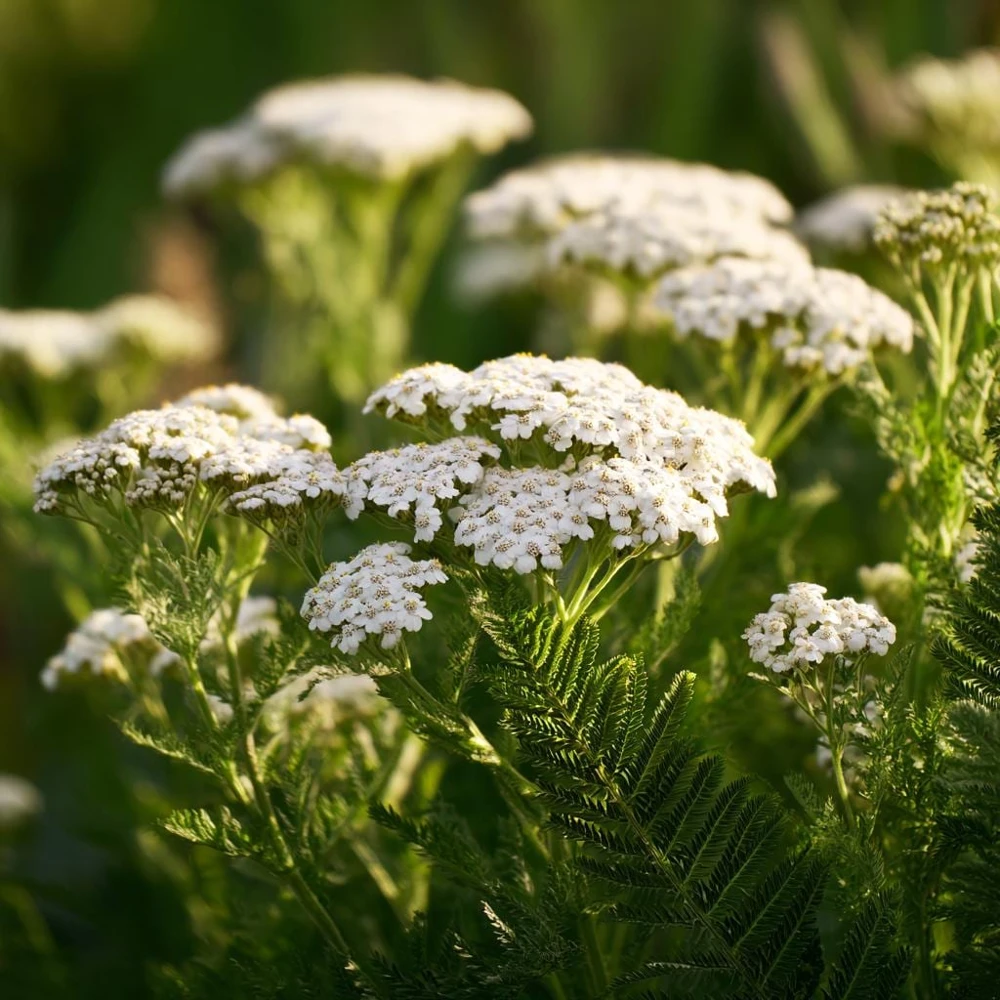 White Yarrow Seeds – 500 Count Achillea millefolium Perennial – Outdoor - Image 1