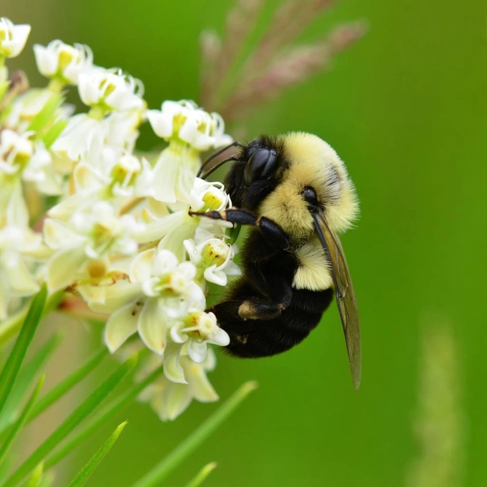 Whorled Milkweed Seeds - 50 Count - Native Pollinator Plant for Outdoor Gardens - Image 1