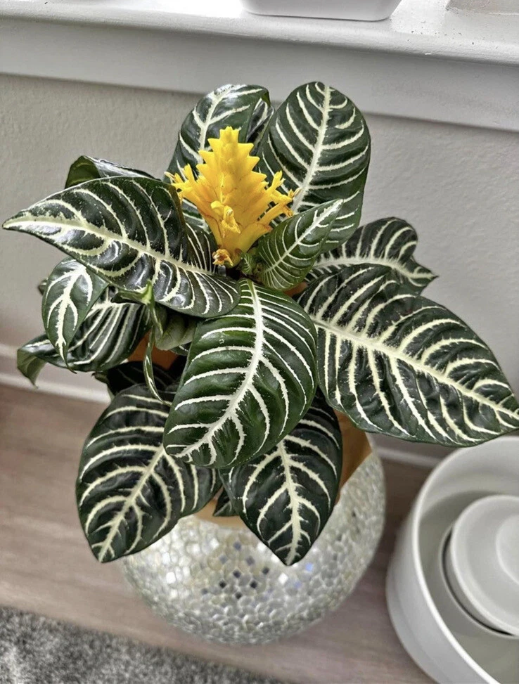Zebra Plant Live Houseplant - Potted Indoor Foliage Plant - Image 1