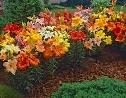 10 Asiatic Lily Bulbs Mix - Assorted Colors - Perennial Outdoor - Image 1