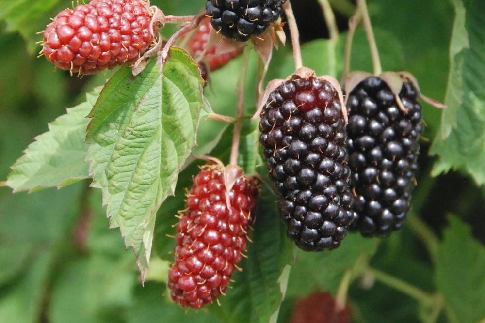 10 Columbia Star Thornless Blackberry Live Plants – Trailing, High-Yielding - Image 1