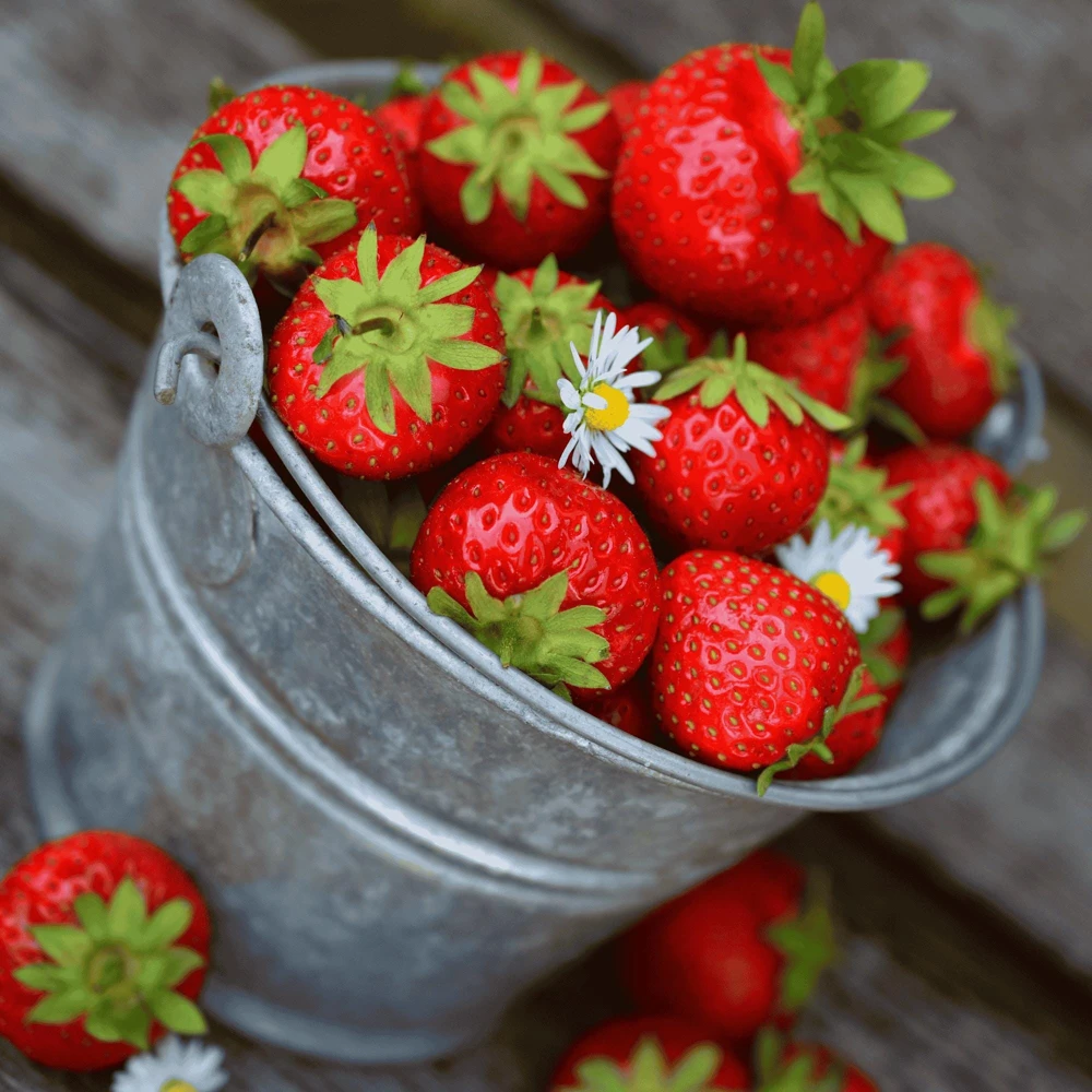 10 Honeoye Strawberry Bare Root Plants - Early-Season June-Bearing Variety - Image 1