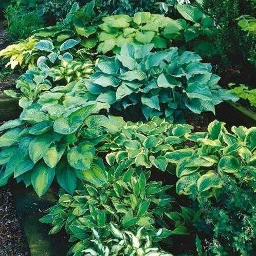 10 Hosta Bumper Crop Mix Bare Roots - Perennial Outdoor Foliage Plant - Image 1