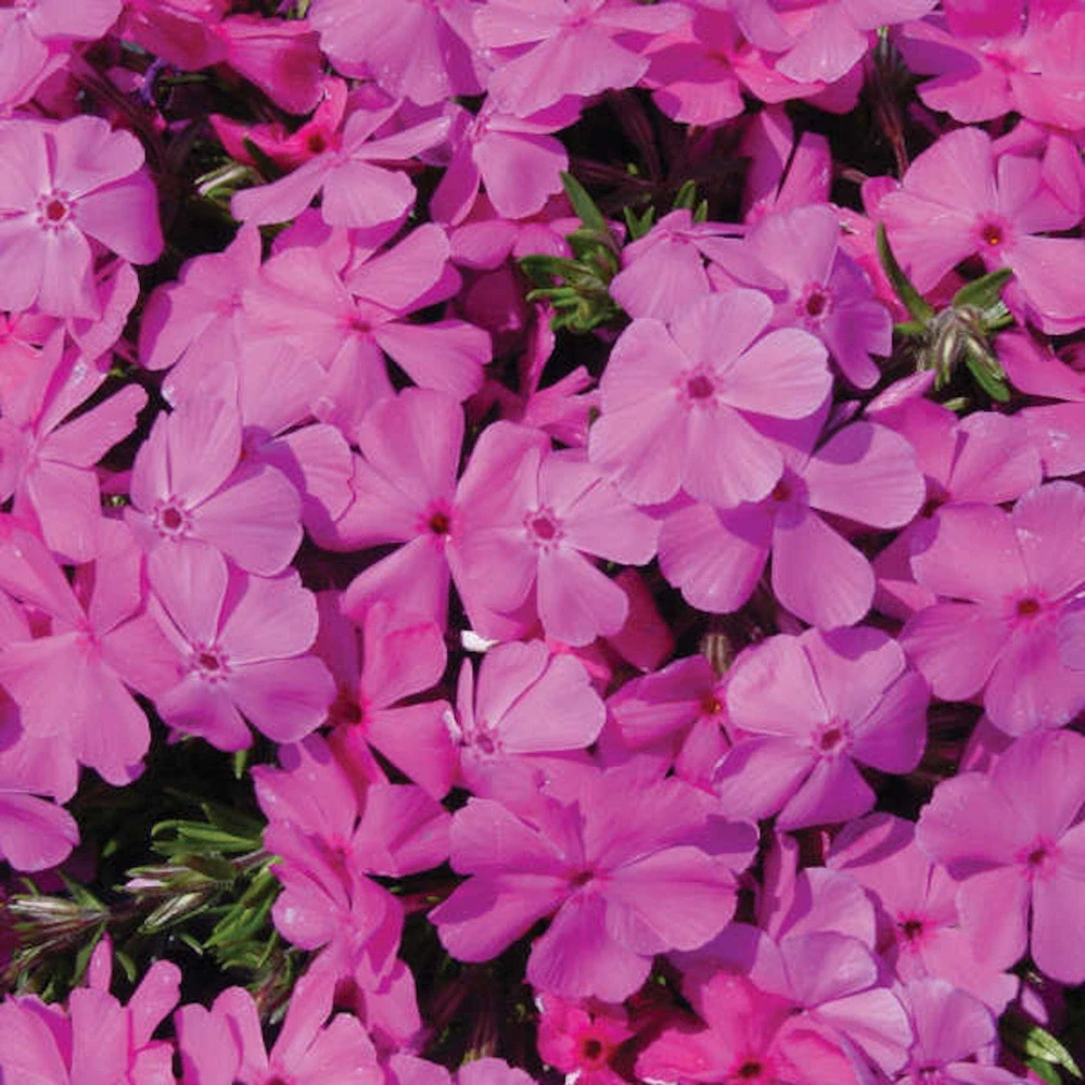 10 Pink Diamond Creeping Phlox Live Plants – Ground Cover Perennials - Image 1