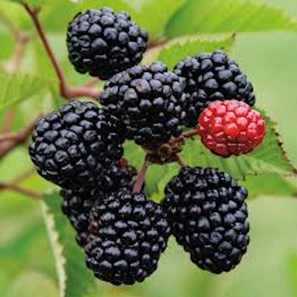 10 Thornless Blackberry Plants – High Yield Fruit Bushes – Bare Root Live Plant – Outdoor - Image 1