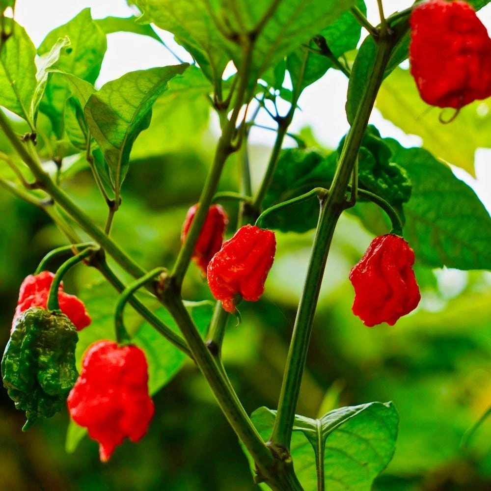 100 Carolina Reaper Chili Pepper Seeds - Heirloom High-Germination - Image 1