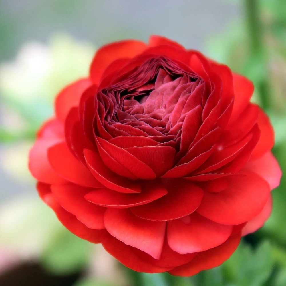 20 Ranunculus Red Shade Flower Bulbs - Vibrant Garden Blooms - Image 1