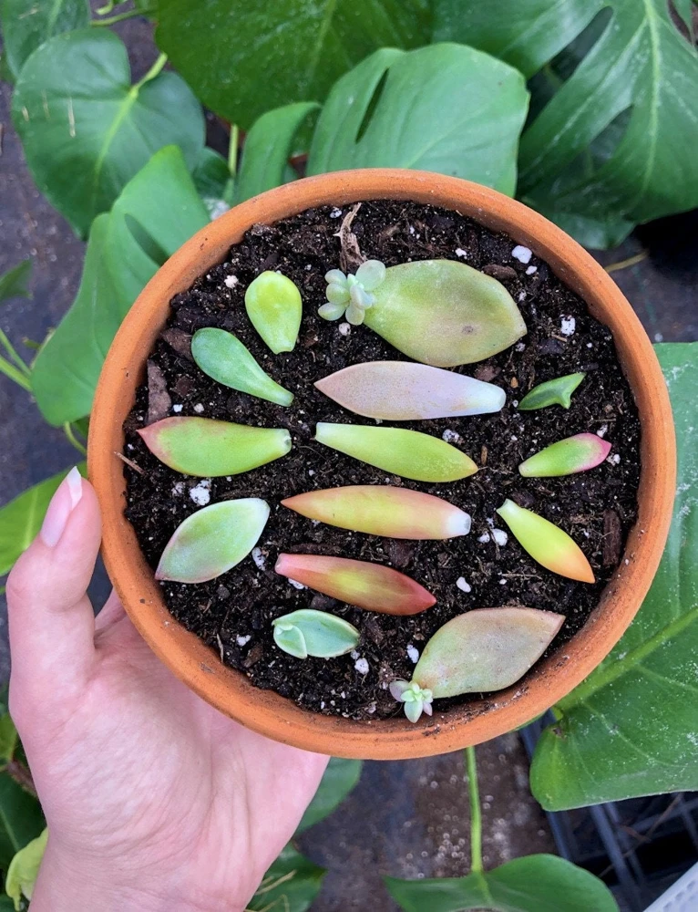 25 Assorted Succulent Leaves for Propagating - Colorful Indoor Live Plant Cuttings - Image 1