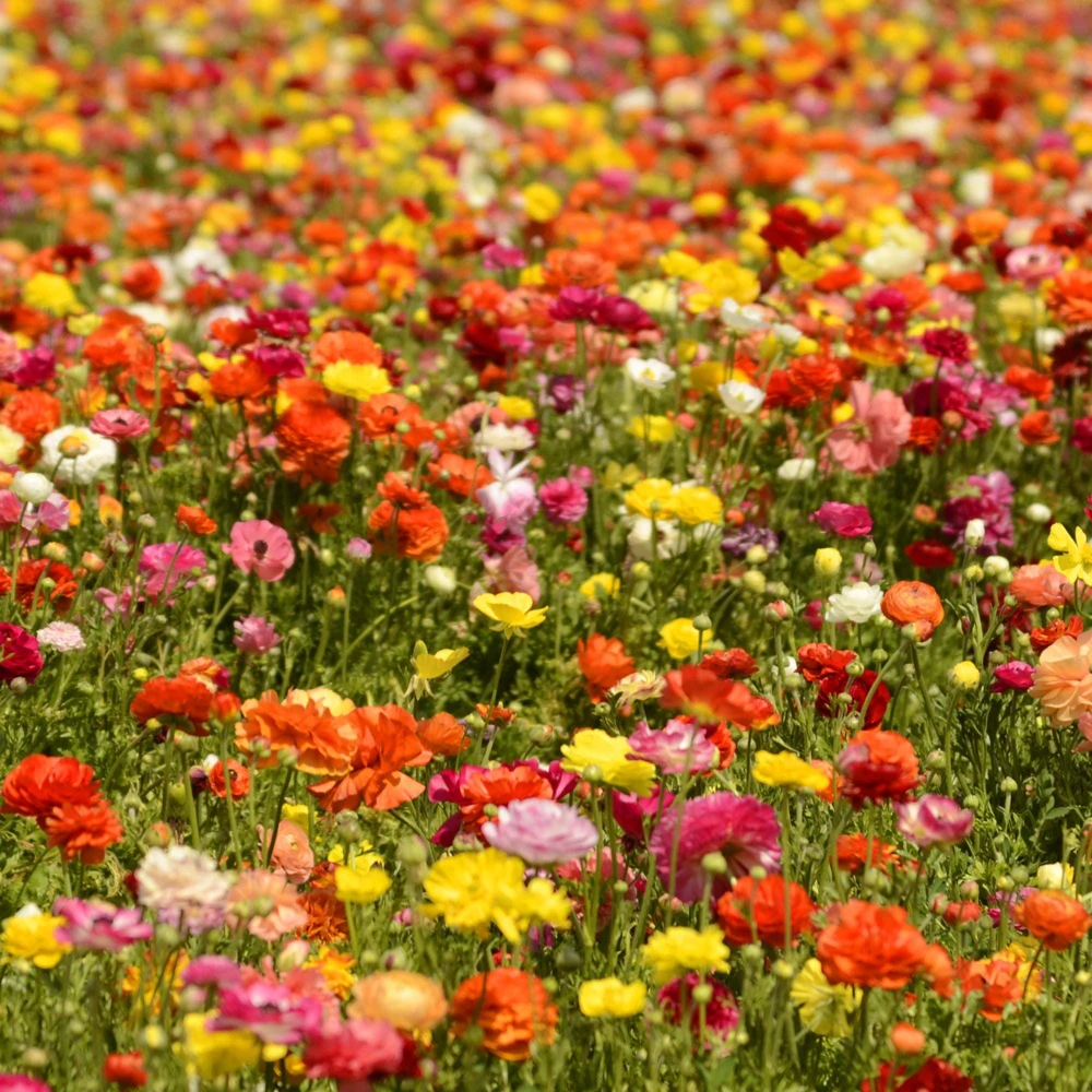 25 Mixed Ranunculus Bulbs - Jumbo Size, Vibrant Assorted Colors, Outdoor - Image 1