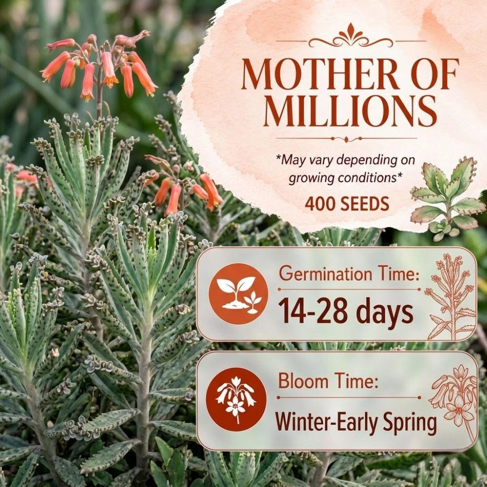 25 Mother Of Millions Seeds - Kalanchoe Tubiflora Succulent Seeds, Rare - Image 3