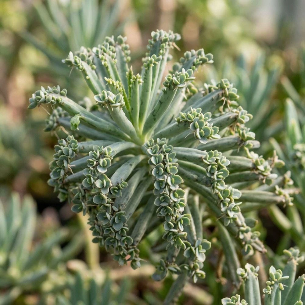 25 Mother Of Millions Seeds - Kalanchoe Tubiflora Succulent Seeds, Rare - Image 5