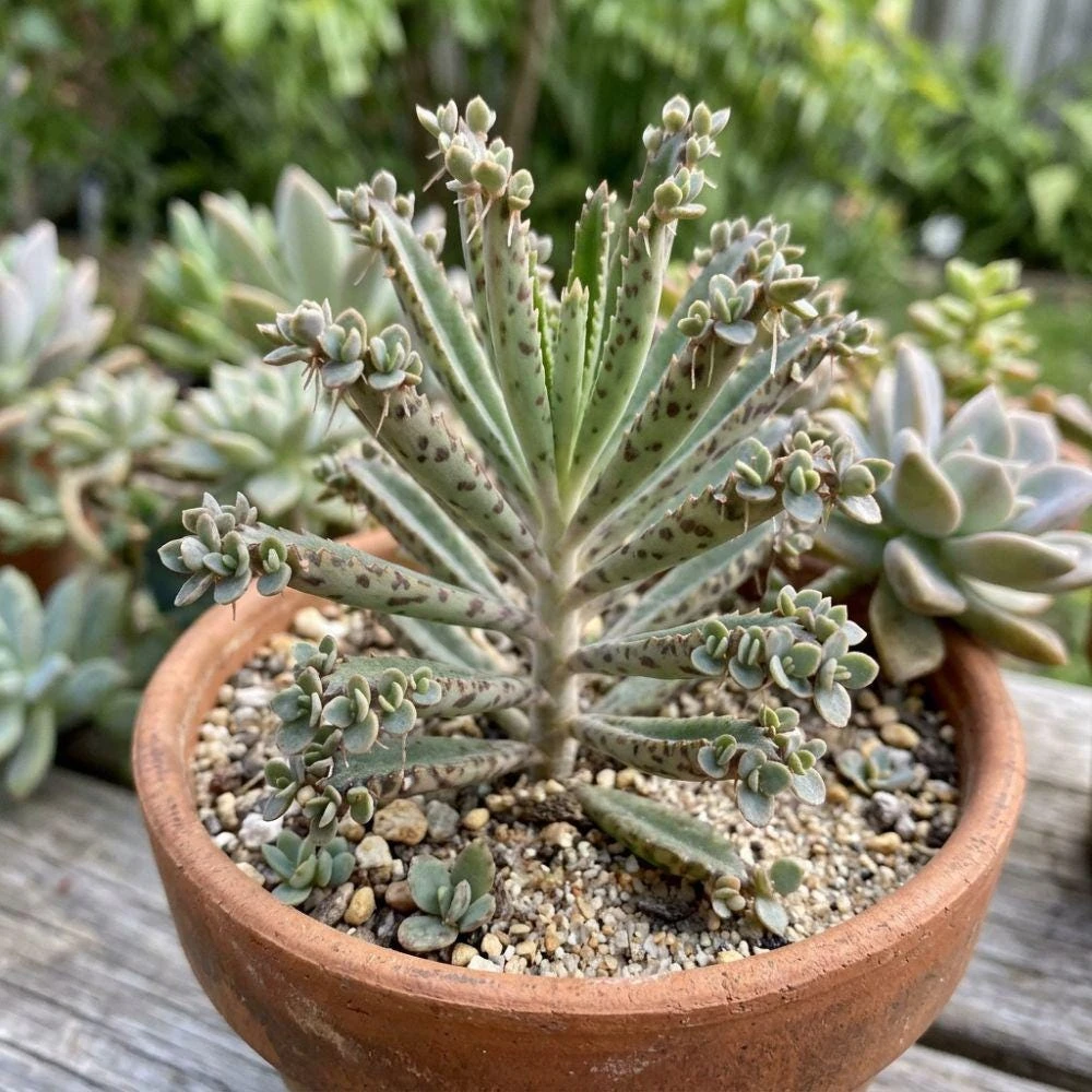 25 Mother Of Millions Seeds - Kalanchoe Tubiflora Succulent Seeds, Rare - Image 6