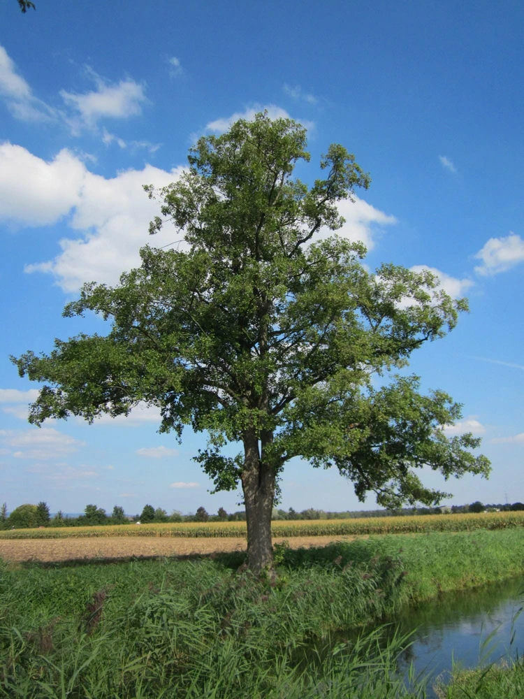 3 Black Alder Trees – Alnus glutinosa Bare Root Starter Plants – 10-20" Tall - Image 2
