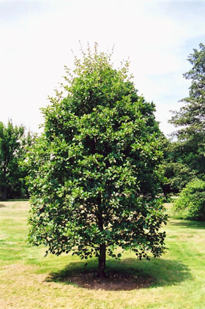 3 Black Alder Trees – Alnus glutinosa Bare Root Starter Plants – 10-20" Tall - Image 4