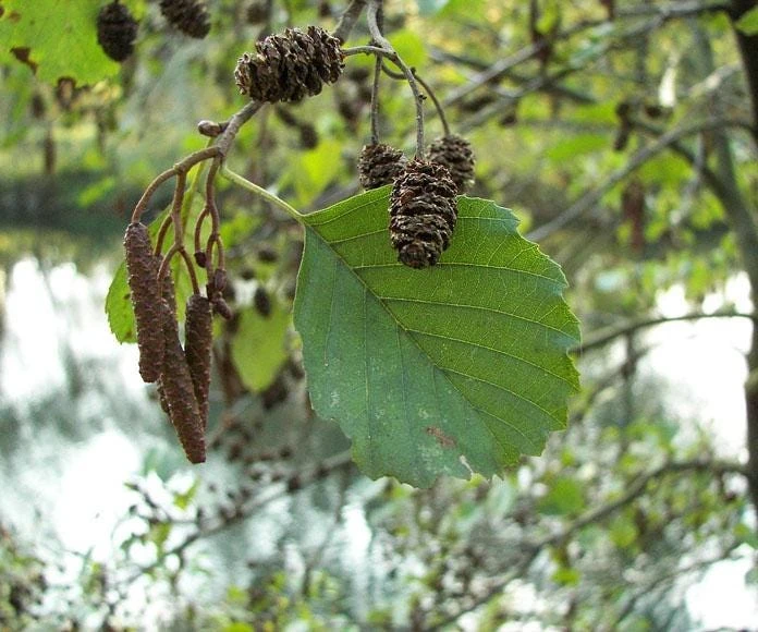 3 Black Alder Trees – Alnus glutinosa Bare Root Starter Plants – 10-20" Tall - Image 5