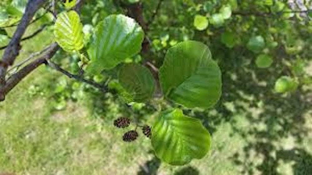3 Black Alder Trees – Alnus glutinosa Bare Root Starter Plants – 10-20" Tall - Image 7