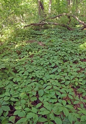 3 Virginia Creeper Vine Plants Bare Root โ Native Climbing Vine Scarlet Fall Color Outdoor - Image 4
