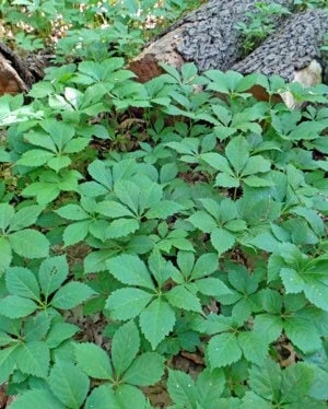 3 Virginia Creeper Vine Plants Bare Root โ Native Climbing Vine Scarlet Fall Color Outdoor - Image 6