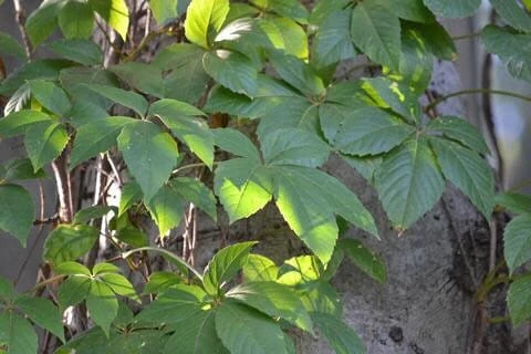 3 Virginia Creeper Vine Plants Bare Root โ Native Climbing Vine Scarlet Fall Color Outdoor - Image 7