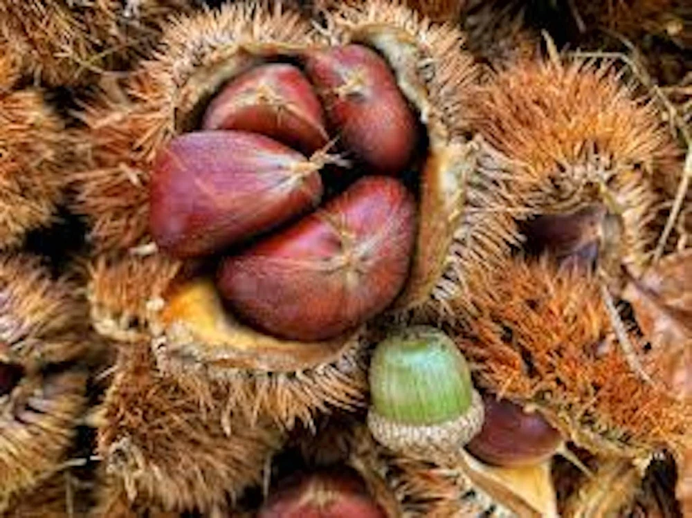 5 Dunstan Chestnut Trees 10-20in Tall – Hybrid Disease Resistant Nut Trees Bare Root - Image 3