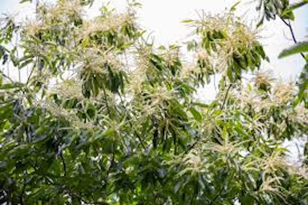 5 Dunstan Chestnut Trees 10-20in Tall – Hybrid Disease Resistant Nut Trees Bare Root - Image 4