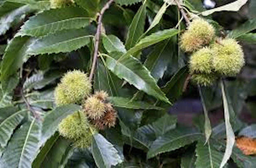 5 Dunstan Chestnut Trees 10-20in Tall – Hybrid Disease Resistant Nut Trees Bare Root - Image 5