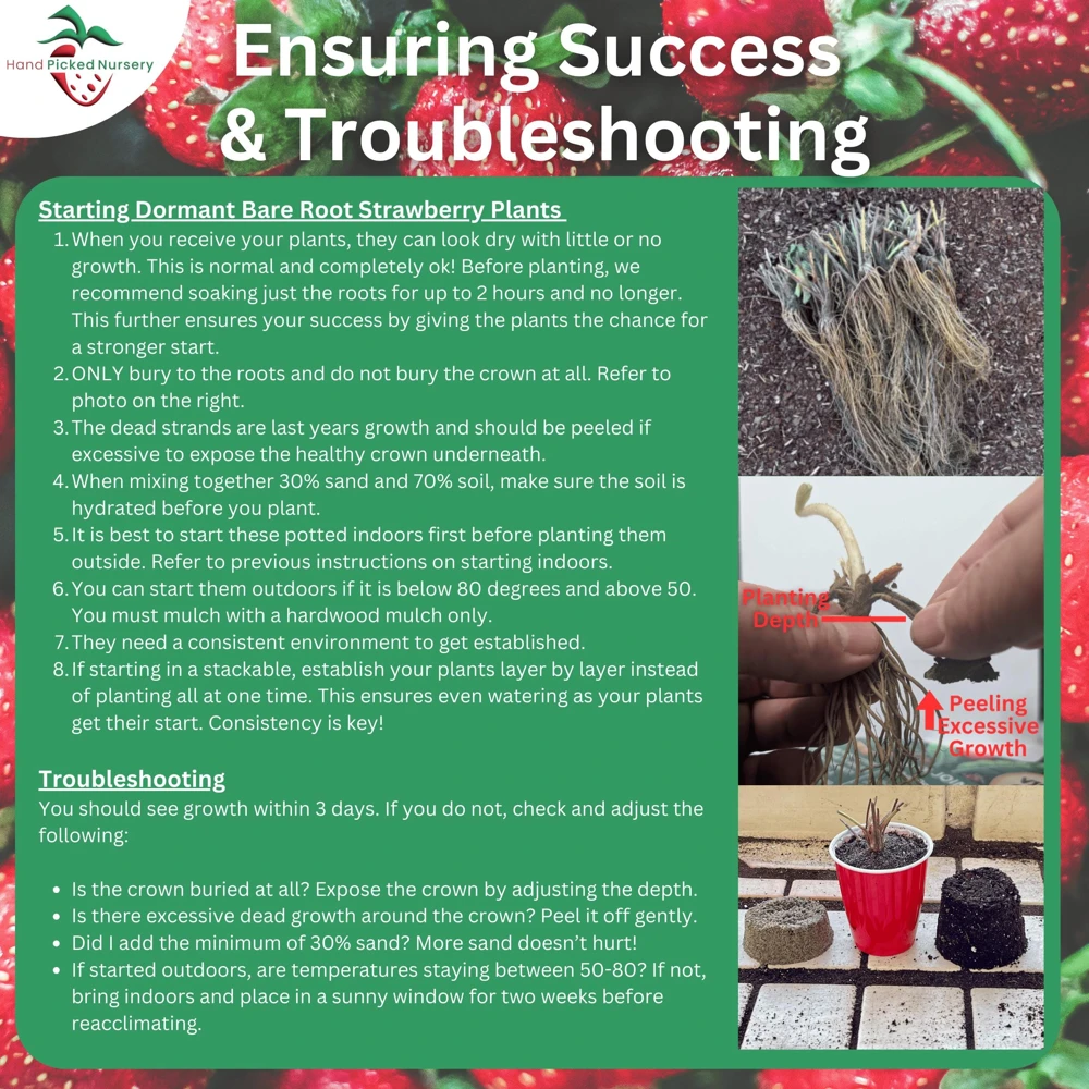5 Everbearing Strawberry Plants - Bare Root Day Neutral Variety - Image 10