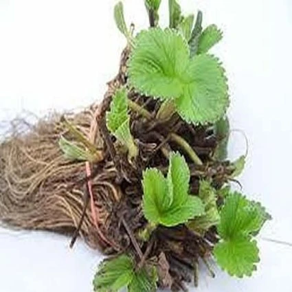 5 Everbearing Strawberry Plants - Bare Root Day Neutral Variety - Image 7