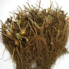5 Everbearing Strawberry Plants - Bare Root Day Neutral Variety - Image 8