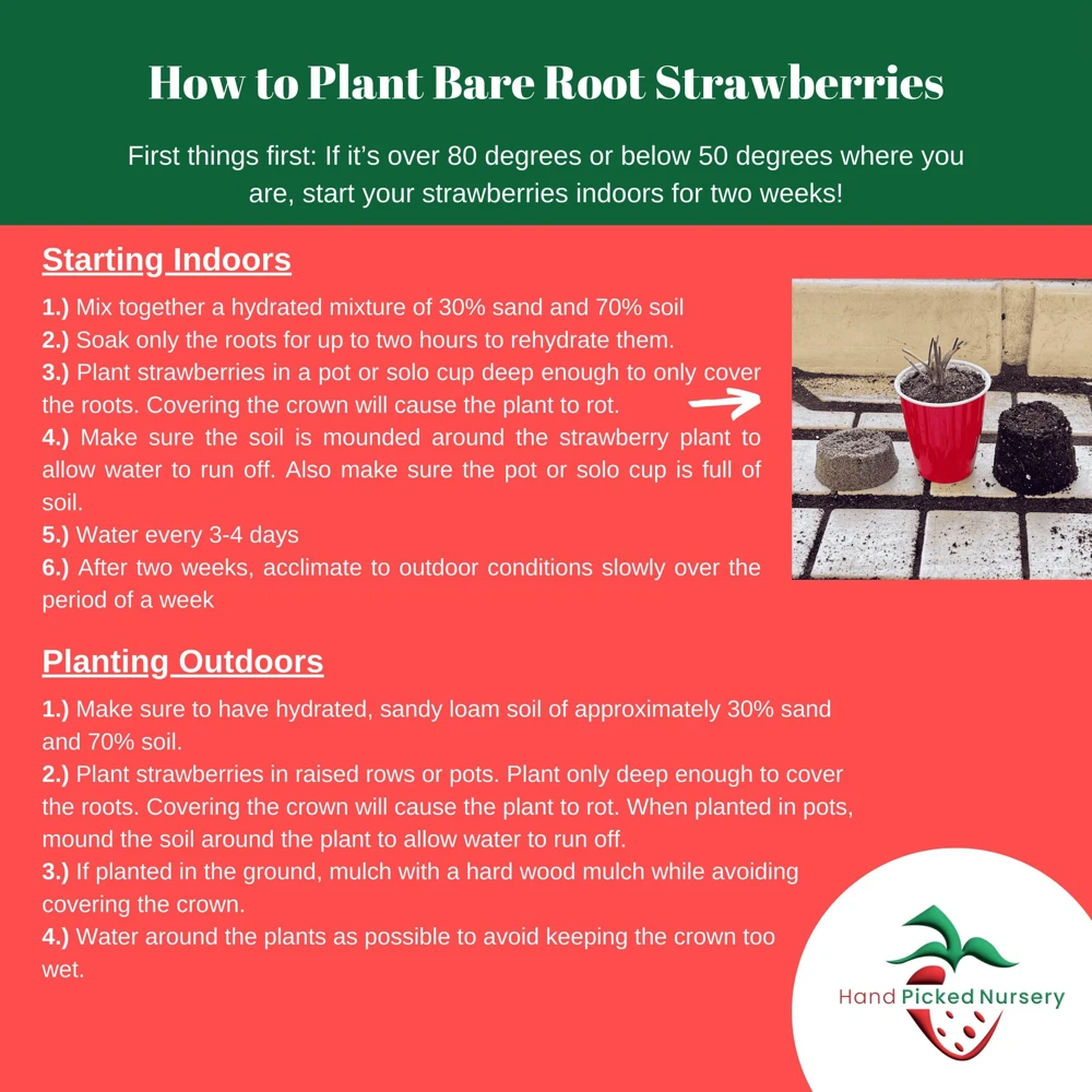 5 Everbearing Strawberry Plants - Bare Root Day Neutral Variety - Image 9